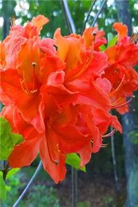 Journal Orange Floral Blooms