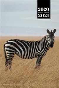 Zabra Safari Africa Savannah Week Planner Weekly Organizer Calendar 2020 / 2021 - In Savanna