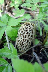 Sponge Mushroom (Vaporarius Esculenta Morchella) Morel Journal