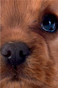 Cavalier King Charles Spaniel vol.2 Notebook & Journal. Productivity Work Planner & Idea Notepad