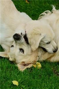 Golden Retriever Puppy Dog and Mama Playing Journal