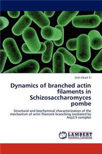 Dynamics of Branched Actin Filaments in Schizosaccharomyces Pombe