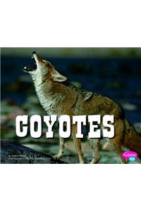 Coyotes