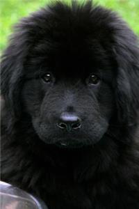 The Newfoundland Dog Journal