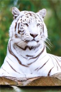 White Tiger Portrait Animal Journal