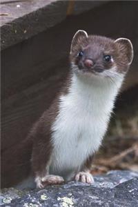 Weasel in a Hole Journal