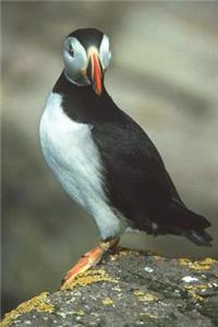 Atlantic Puffin Checking You Out Journal