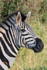An Imperial Zebra Close-Up Portrait Journal