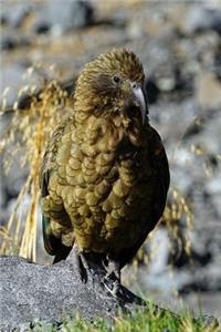 A Kea Mountain Parrot Nestor notabilis in New Zealand Journal