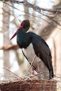 Black Stork Bird Journal: 150 Page Lined Notebook/Diary