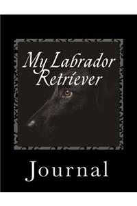 My Black Labrador Retriever