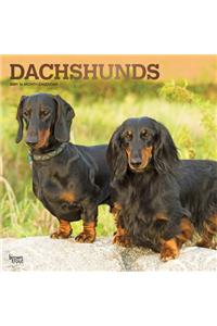 Dachshunds 2021 Square Foil