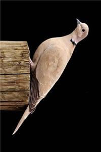 Dove Perched on a Post Journal