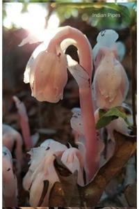Indian Pipes