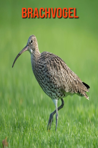 Brachvogel