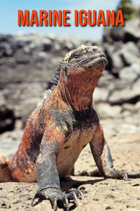 Marine Iguana