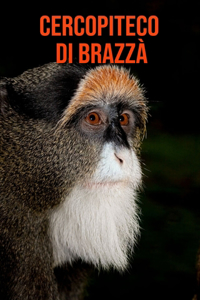 Cercopiteco di Brazzà