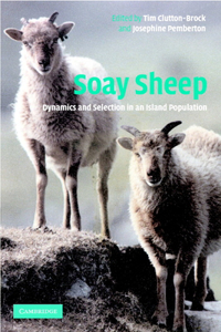 Soay Sheep