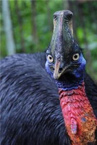 Irritated Cassowary Sees You! Bird Journal