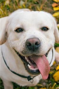 Labrador