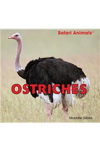 Ostriches