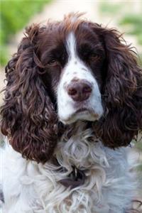 English Springer Spaniel Portrait Journal