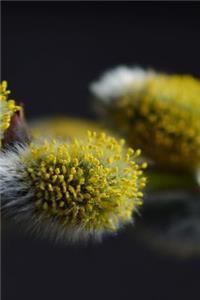 Pussy Willow Close Up Journal
