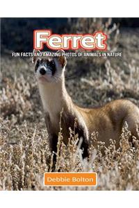 Ferret: Fun Facts and Amazing Photos of Animals in Nature