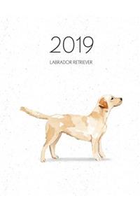 2019 Labrador Retriever