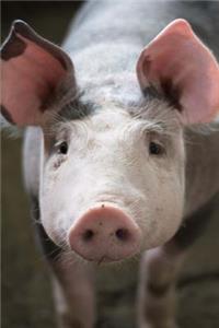 Cute Little Pig Says Hello To You Journal