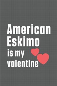 American Eskimo is my valentine