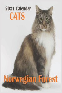 Norwegian Forest Cats