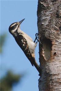 Hairy Woodpecker Journal: 150 Page Lined Notebook/Diary