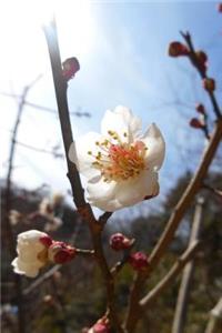 Plum Flowers in Early Spring Journal
