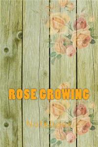 Rose Growing
