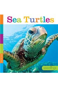 Sea Turtles