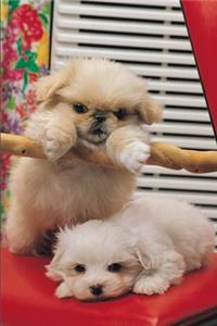 2020 Daily Planner Cute Puppies Playing 388 Pages