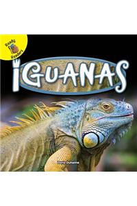 Iguanas