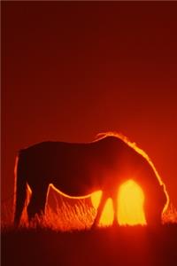 2020 Weekly Planner Horse Photo Equine Horse Red Sunset 134 Pages