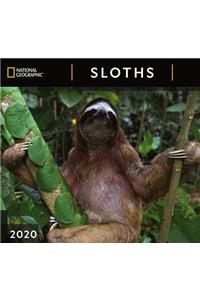 Cal 2020-National Geographic Sloths Wall