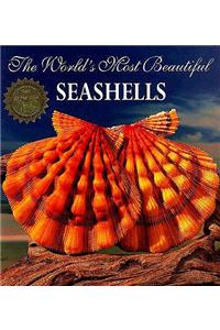The World's Most Beautiful Seashells