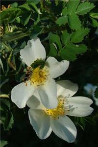 Rose Hip Notebook