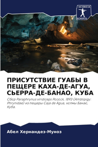 ПРИСУТСТВИЕ ГУАБЫ В ПЕЩЕРЕ КАХА-ДЕ-АГУА, СЬ