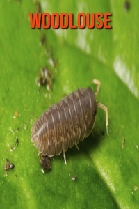 Woodlouse