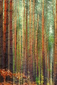 Forest Mindfulness Journal