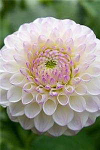 White Dahlia Journal