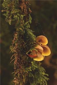 Oyster Mushrooms Journal