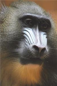 Say Hello to the Mandrill Journal