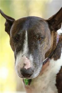 A Distinguished Tan and White English Bull Terrier Dog Portrait Journal