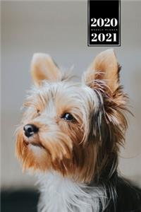 Yorkshire Terrier Dog Calendar Week Planner 2020 / 2021 - Waiting for Owner